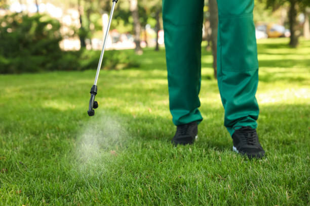 Best Flea Control Services  in El Rancho, NM