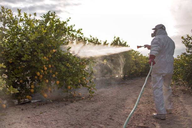 Best Commercial Pest Control Services  in El Rancho, NM