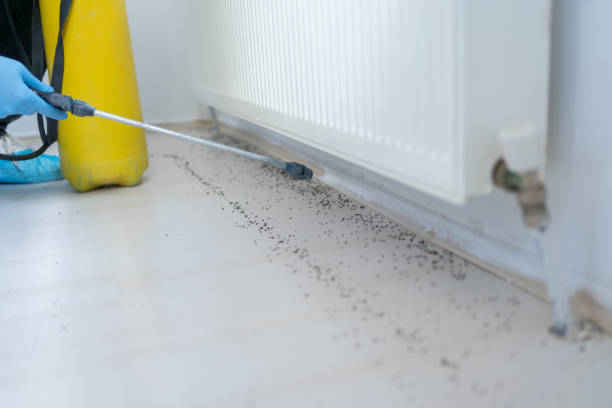 Trusted El Rancho, NM Pest Control Experts
