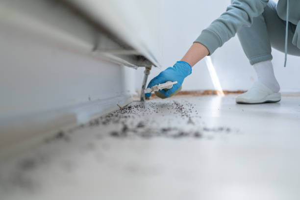 Best Insect Control  in El Rancho, NM
